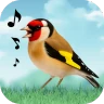 Sons d'oiseaux icon