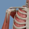VOKA 3D Anatomie et Pathologie icon