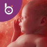 Babelli Schwangerschafts App icon